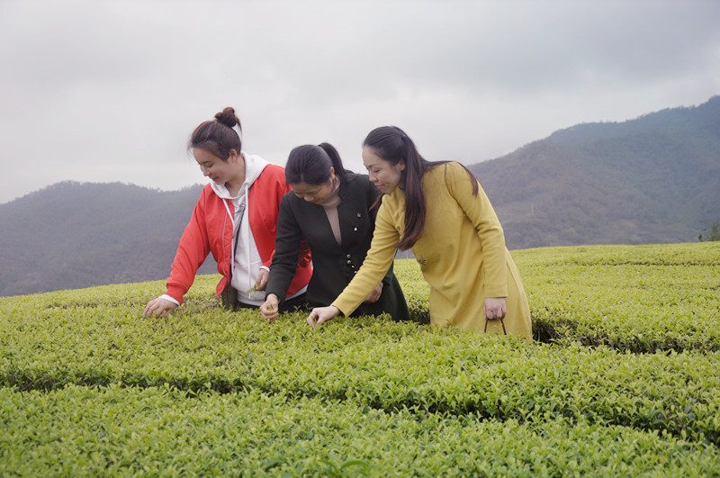 想学茶道在哪里可以学
